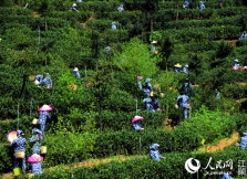 唱响客家山歌文化 龙南虔心小镇茶产业向休闲农业升级