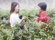 连城:乐于传授种植技术的客家妇女